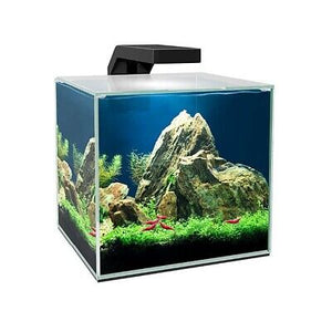 Cube-shaped aquarium ASKOLL Cyano Cube con filtro interno e sistema d’illuminazione