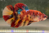 Betta Splendens Show featuring a vibrant betta fish with flowing fins and colorful patterns