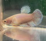 Betta Splendens ’Show’ Femmine - PESCE DOLCE