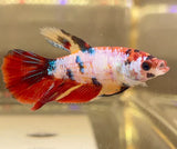 Betta Splendens ’Show’ Femmine - PESCE DOLCE