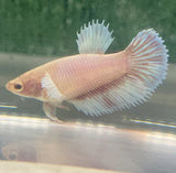 Betta Splendens ’Show’ Femmine - PESCE DOLCE