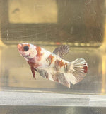 Betta Splendens ’Show’ Femmine - PESCE DOLCE