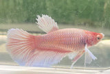 Betta Splendens ’Show’ Femmine - PESCE DOLCE