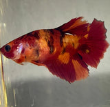 Betta Splendens ’Show’ Femmine - PESCE DOLCE