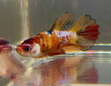 Betta Splendens ’Show’ Femmine - PESCE DOLCE