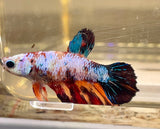 Betta Splendens ’Show’ Femmine - PESCE DOLCE