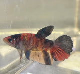 Betta Splendens ’Show’ Femmine - PESCE DOLCE