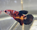 Betta Splendens ’Show’ Femmine - PESCE DOLCE