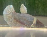 Betta Splendens ’Show’ Femmine - PESCE DOLCE