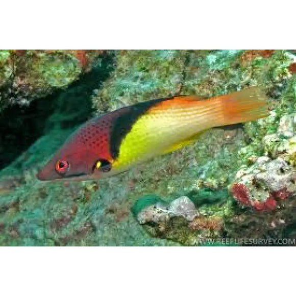 Bodianus Mesothorax - PESCE MARINO