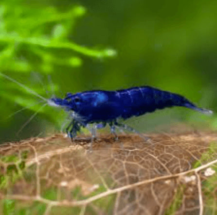 Neocaridina Blu