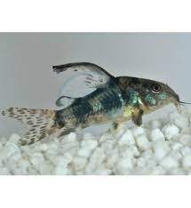 Corydoras Paleatus - PESCE DOLCE