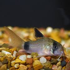 Corydoras Panda - PESCE DOLCE