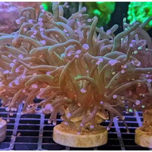 Anemone di mare con tentacoli estesi attaccato a un plug di corallo, grandi dimensioni