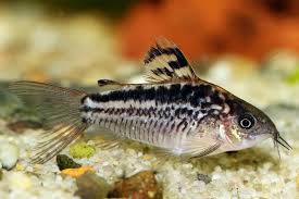 Corydoras Elegans