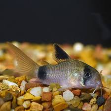 Corydoras Panda