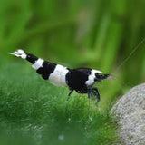 Caridina Taiwan Bee - Panda Black & Panda Wine (High Grade)