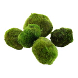Marimo - Aegagropila linnaei - PIANTA DOLCE