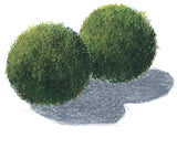 Marimo - Aegagropila linnaei - PIANTA DOLCE