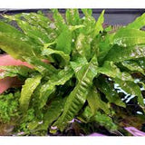 Microsorum Pteropus - PIANTA DOLCE