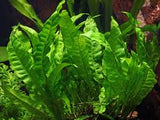 Microsorum Pteropus - PIANTA DOLCE