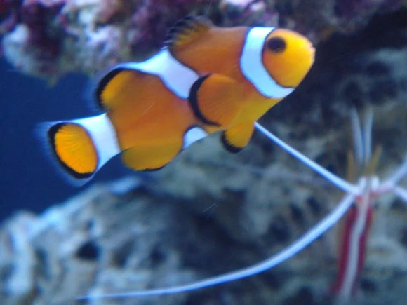 Amphiprion Misbar (Coppia)