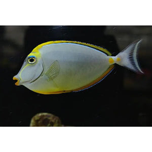 Naso Lituratus 10-12 CM - PESCE MARINO