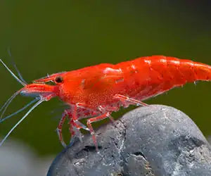 Neocaridina Red Fire