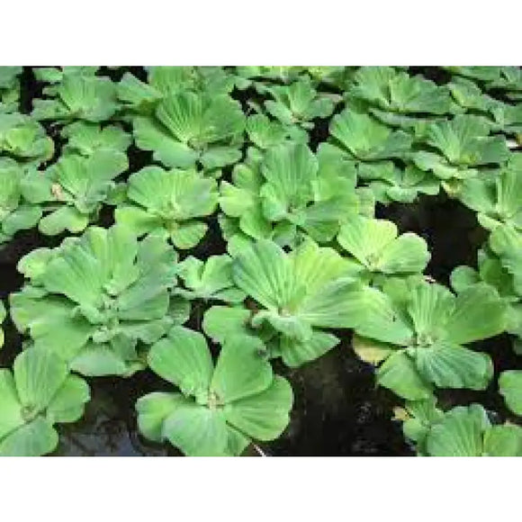 Pistia Stratiotes - PIANTA DOLCE