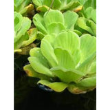 Pistia Stratiotes - PIANTA DOLCE