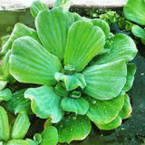 Pistia Stratiotes - PIANTA DOLCE