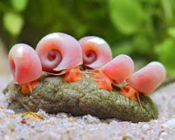 Planorbella Duryi - PESCE DOLCE