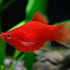 Platy Corallo - PESCE DOLCE