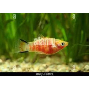 Platy ZEBRA MOU - PESCE DOLCE