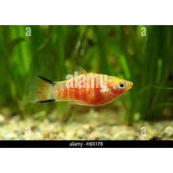 Platy ZEBRA MOU - PESCE DOLCE