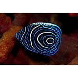 Pomacanthus imperator - Pesce Angelo Imperatore