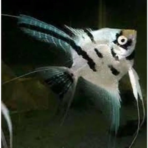 Pterophyllum scalare white crystal M - PESCE DOLCE