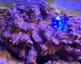 Rocce Vive Tropicali Selvatiche Spurgate per Acquario Marino