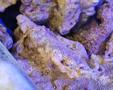 Rocce Vive Tropicali Selvatiche Spurgate per Acquario Marino