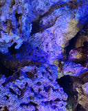Rocce Vive Tropicali Selvatiche Spurgate per Acquario Marino