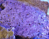 Rocce Vive Tropicali Selvatiche Spurgate per Acquario Marino