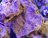 Rocce Vive Tropicali Selvatiche Spurgate per Acquario Marino