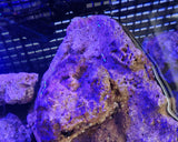 Rocce Vive Tropicali Selvatiche Spurgate per Acquario Marino
