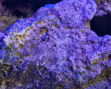 Rocce Vive Tropicali Selvatiche Spurgate per Acquario Marino