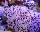 Rocce Vive Tropicali Selvatiche Spurgate per Acquario Marino