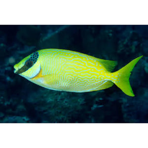 Siganus Puellus - PESCE MARINO