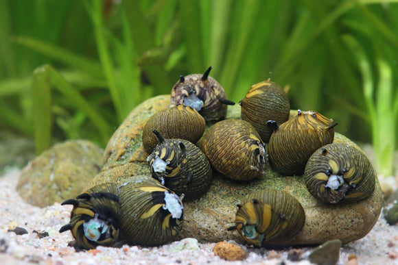 Sun Horn Snail - PESCE DOLCE