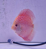 Pesce discus Symphysodon di colore rosa e arancione con motivi intricati sul corpo