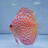 Discus pesce Symphysodon arancione e bianco con motivi intricati in acquario