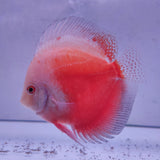 Discus pesci rossi e bianchi vibranti con forma piatta, Symphysodon Discus